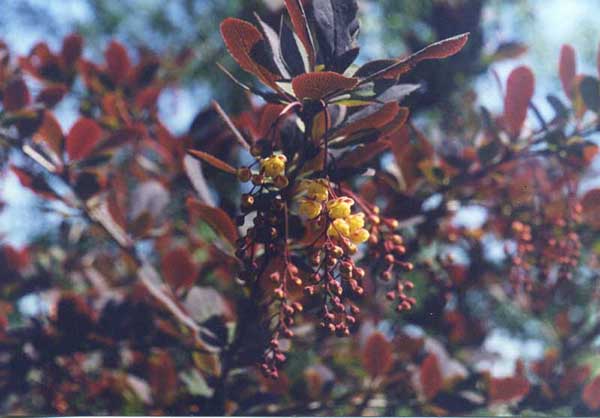 Цветы барбариса фото с названиями и описанием